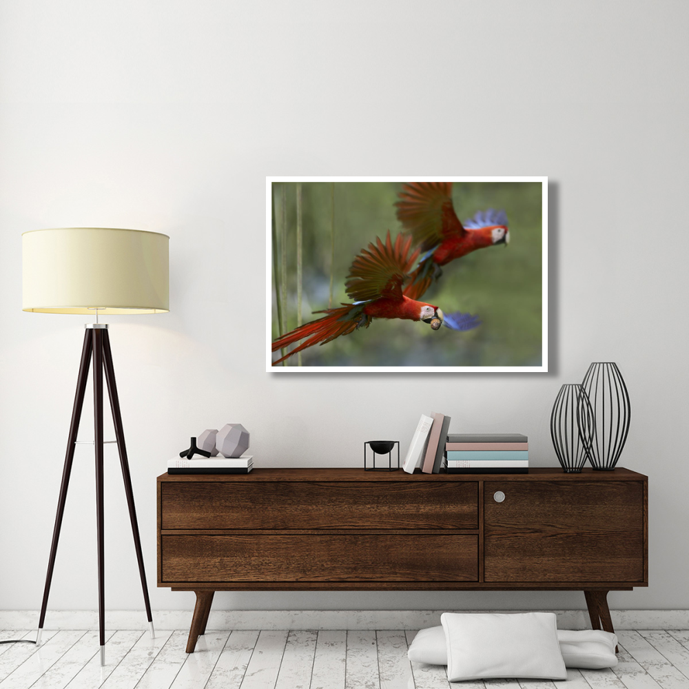 Scarlet Macaw pair flying with palm fruit, Costa Rica-Paper Art-50&quotx34"