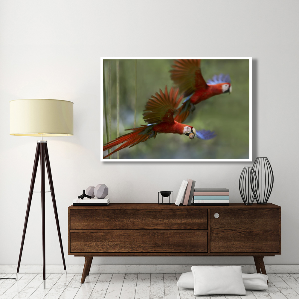 Scarlet Macaw pair flying with palm fruit, Costa Rica-Paper Art-62&quotx42"