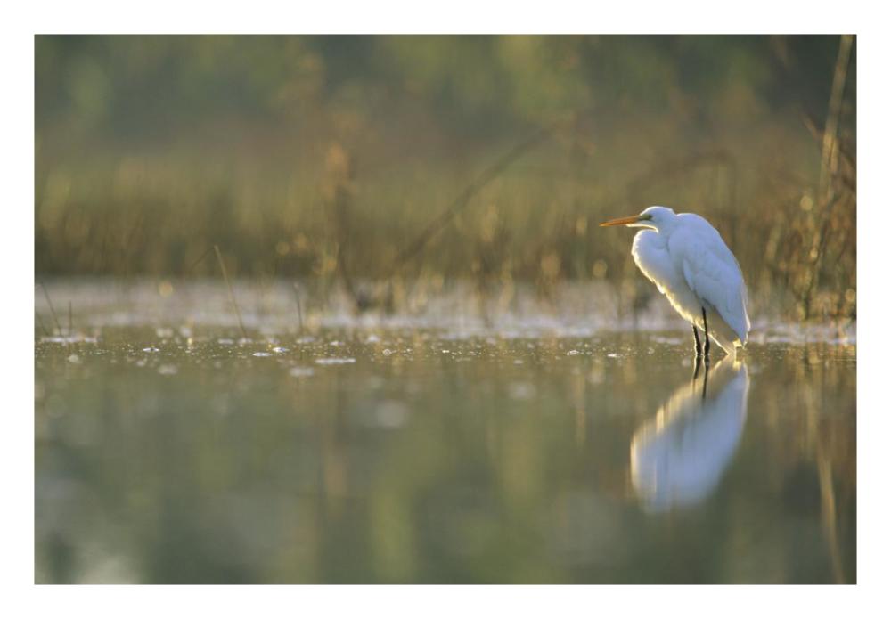 Great Egret backlit in marsh at sunset, North America-Paper Art-26"x18"