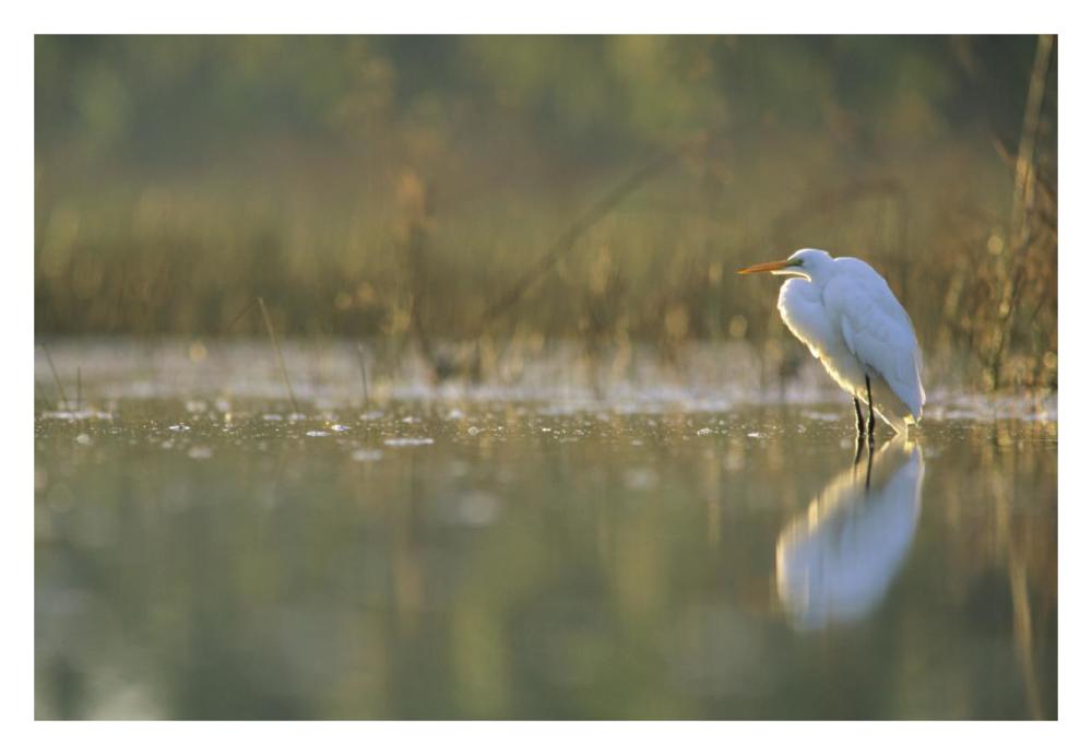 Great Egret backlit in marsh at sunset, North America-Paper Art-32"x22"