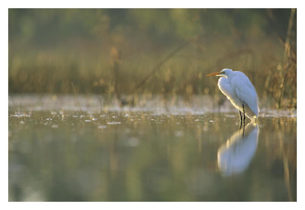 Great Egret backlit in marsh at sunset, North America-Paper Art-38"x26"