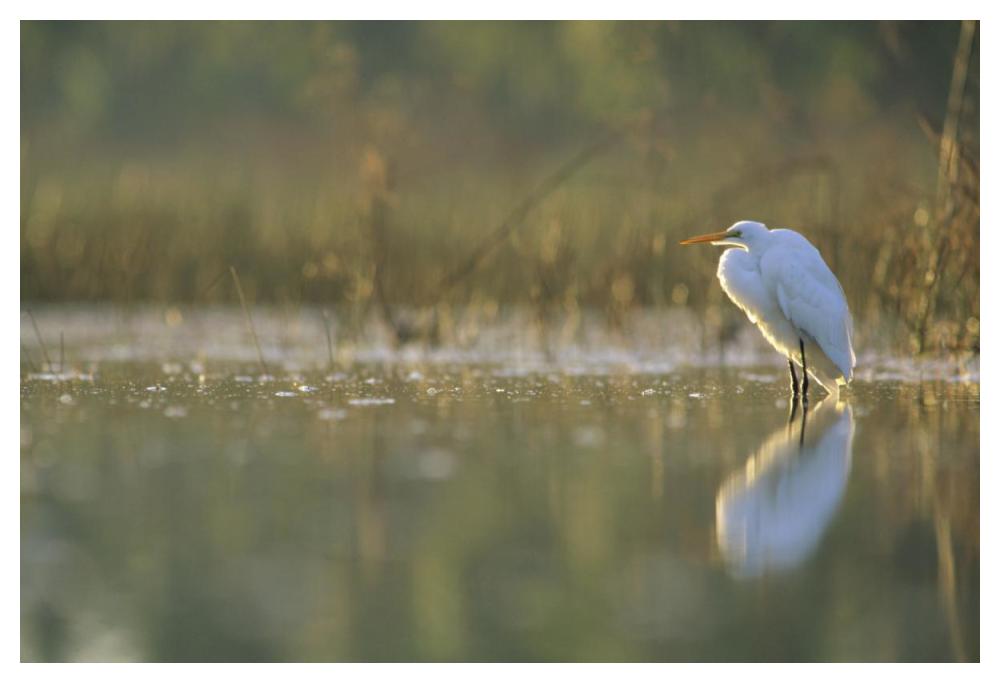 Great Egret backlit in marsh at sunset, North America-Paper Art-50"x34"