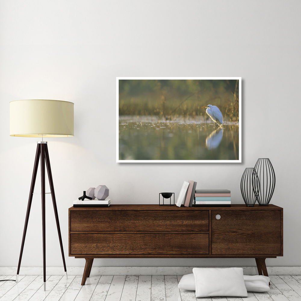 Great Egret backlit in marsh at sunset, North America-Paper Art-50&quotx34"