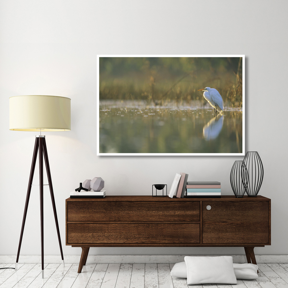 Great Egret backlit in marsh at sunset, North America-Paper Art-62&quotx42"