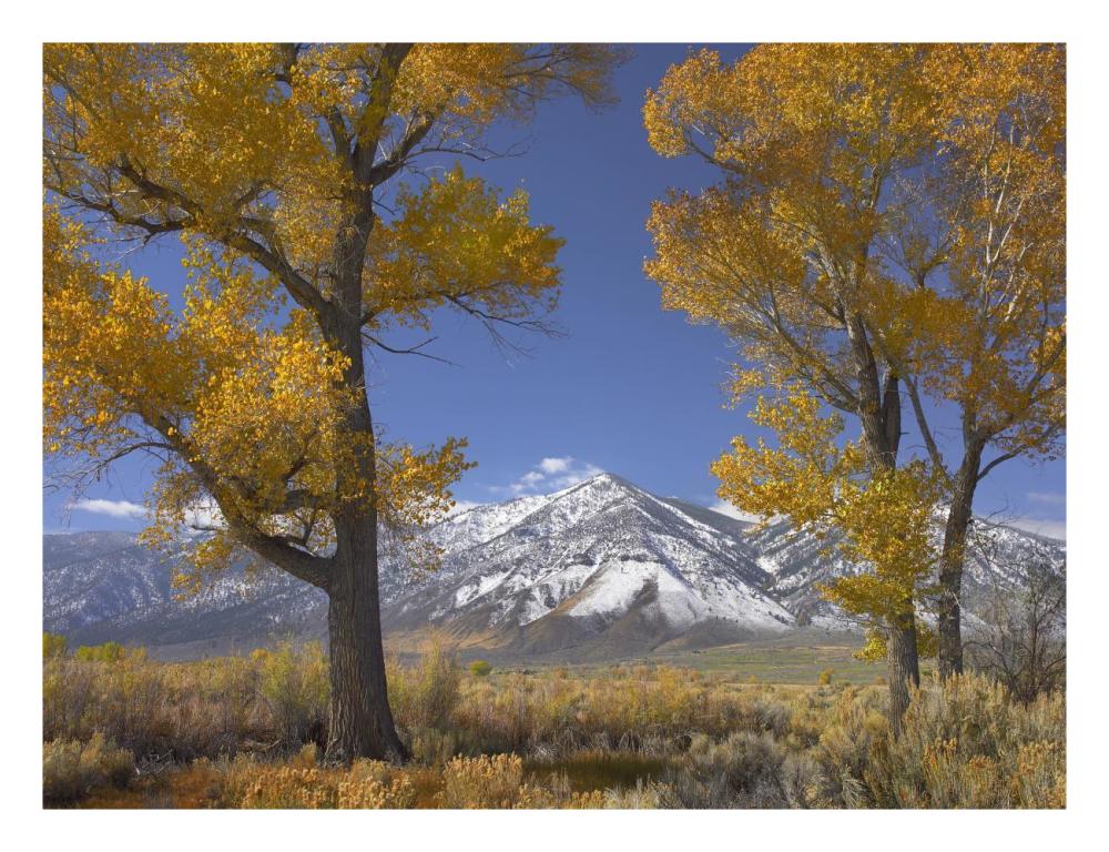 Cottonwood trees, fall foliage, Carson Valley, Nevada-Paper Art-26"x20"