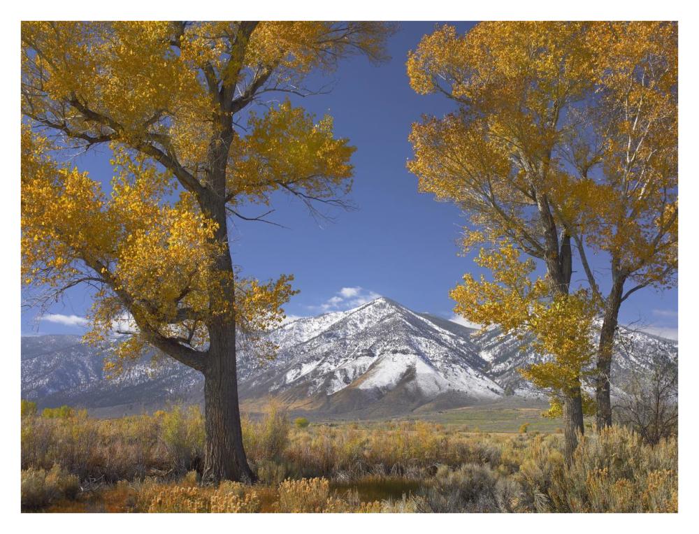 Cottonwood trees, fall foliage, Carson Valley, Nevada-Paper Art-34"x26"