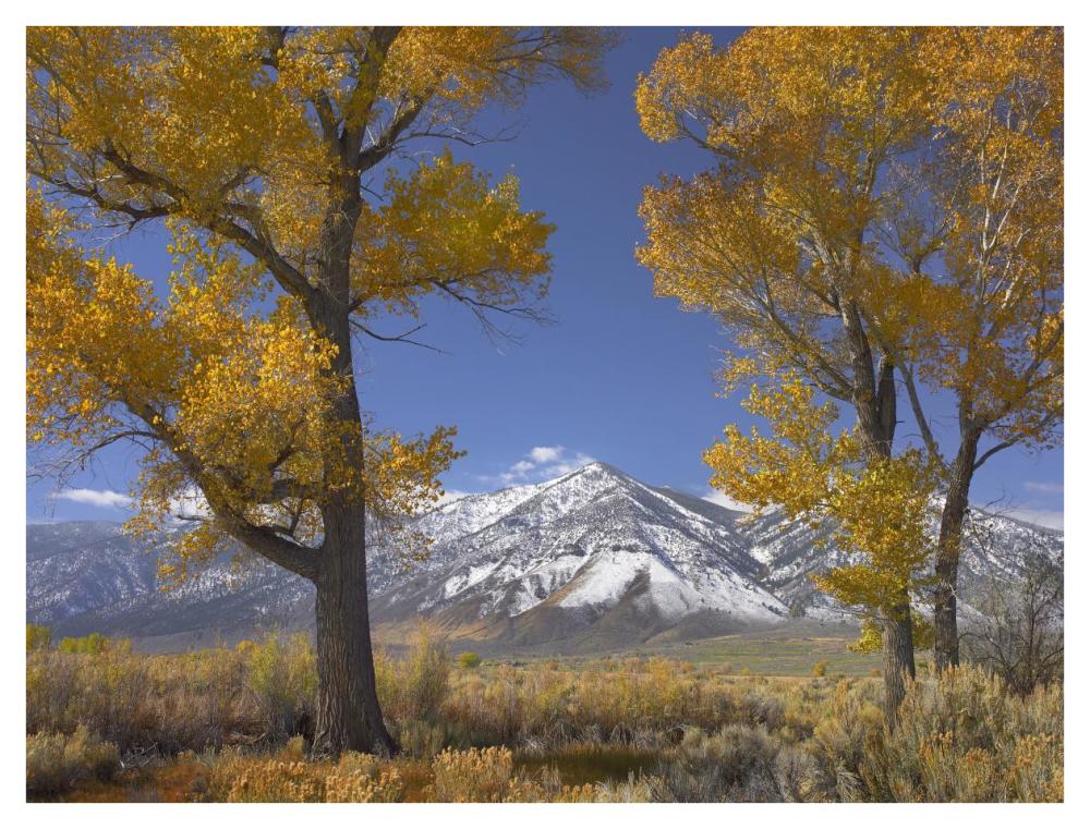 Cottonwood trees, fall foliage, Carson Valley, Nevada-Paper Art-42"x32"