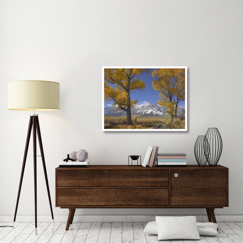 Cottonwood trees, fall foliage, Carson Valley, Nevada-Paper Art-42&quotx32"