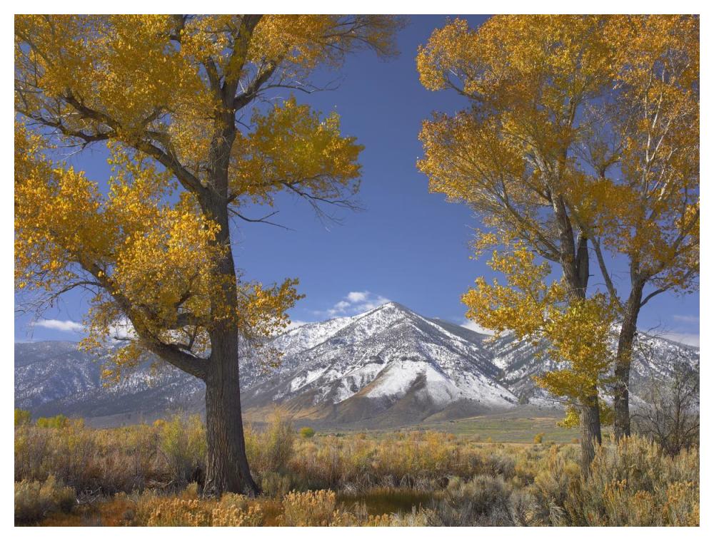 Cottonwood trees, fall foliage, Carson Valley, Nevada-Paper Art-50"x38"