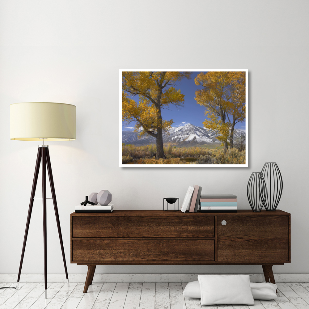 Cottonwood trees, fall foliage, Carson Valley, Nevada-Paper Art-50&quotx38"