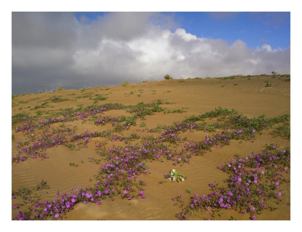 Sand Verbena growing, Imperial Sand Dunes, California-Paper Art-26"x20"