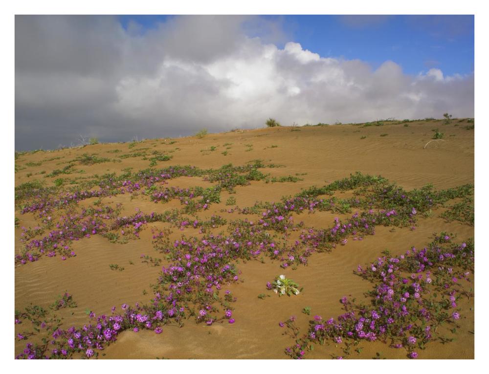 Sand Verbena growing, Imperial Sand Dunes, California-Paper Art-34"x26"