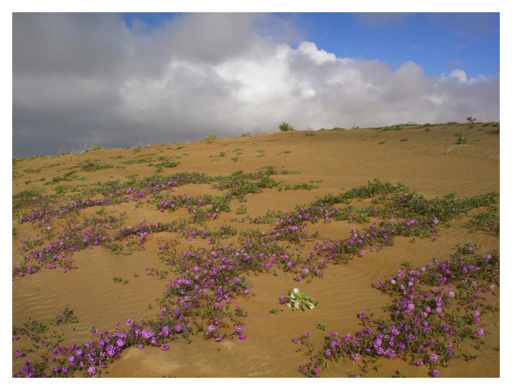 Sand Verbena growing, Imperial Sand Dunes, California-Paper Art-42"x32"