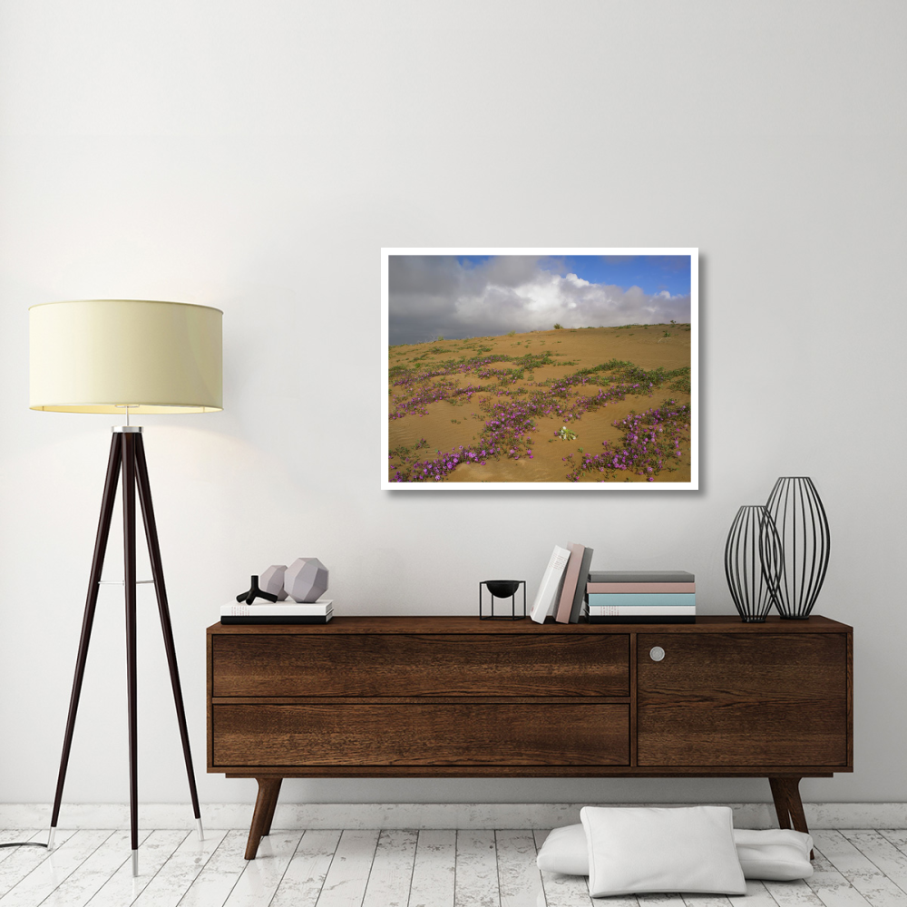 Sand Verbena growing, Imperial Sand Dunes, California-Paper Art-42&quotx32"