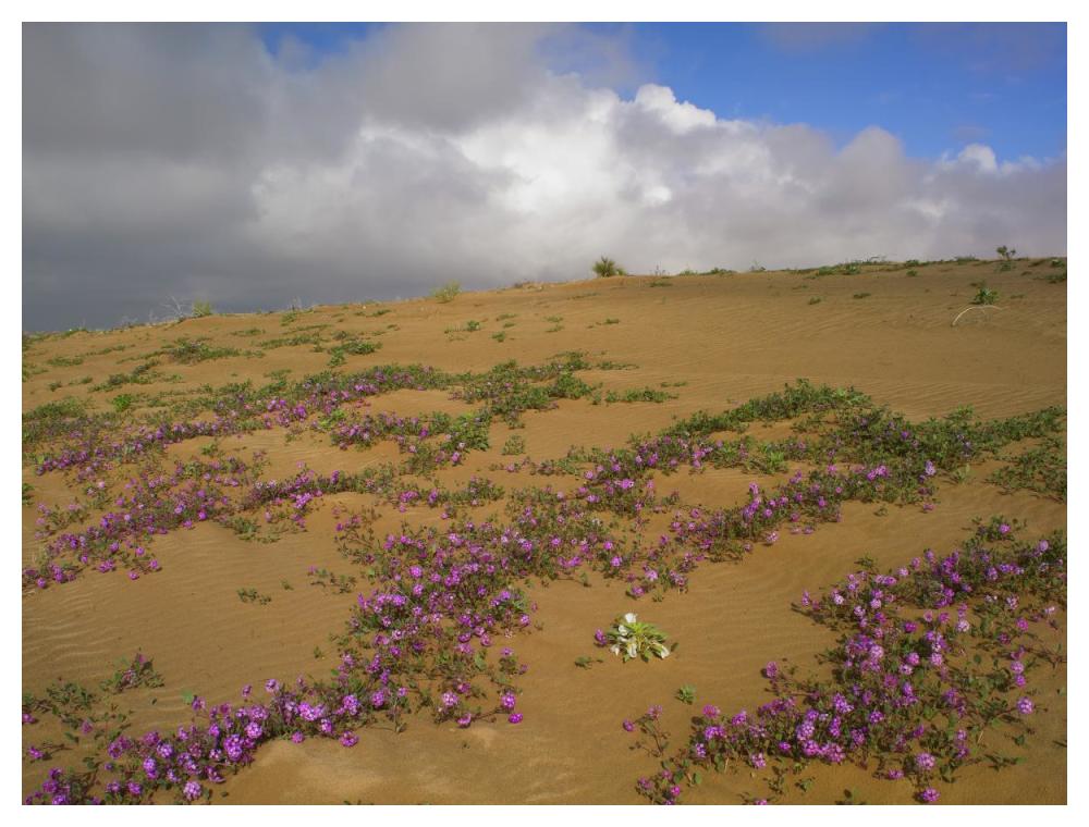 Sand Verbena growing, Imperial Sand Dunes, California-Paper Art-50"x38"