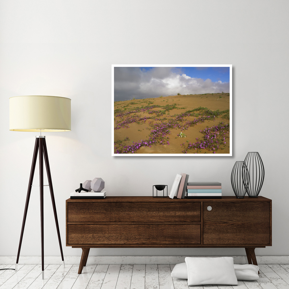 Sand Verbena growing, Imperial Sand Dunes, California-Paper Art-50&quotx38"