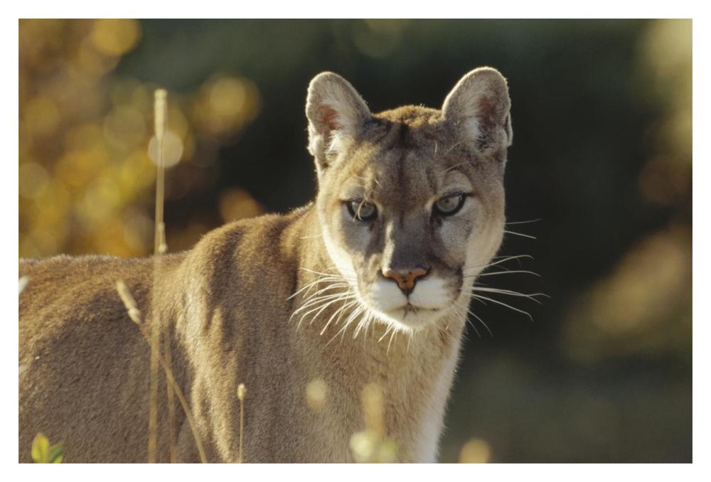 Mountain Lion or Cougar adult portrait, North America-Paper Art-20"x14"