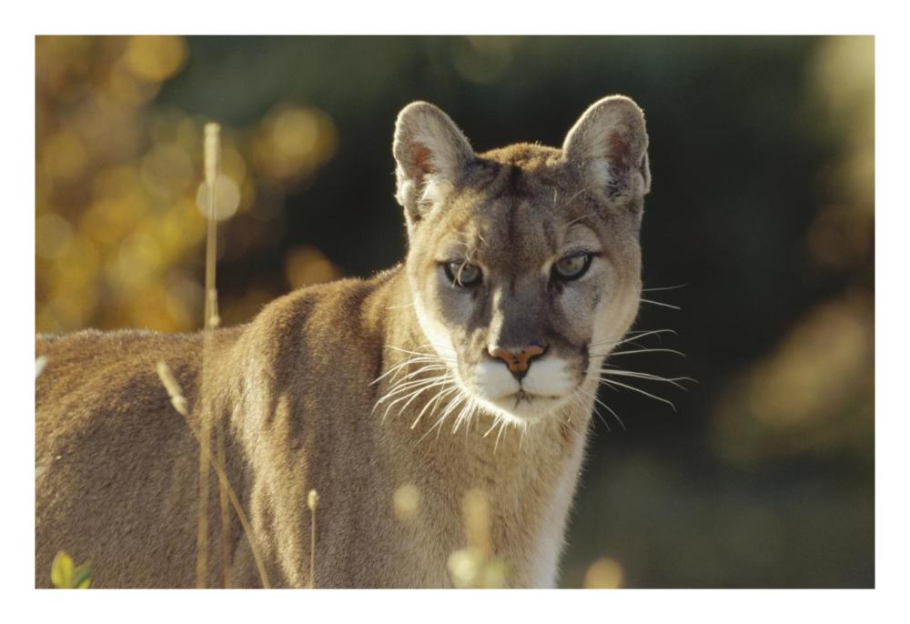 Mountain Lion or Cougar adult portrait, North America-Paper Art-26"x18"