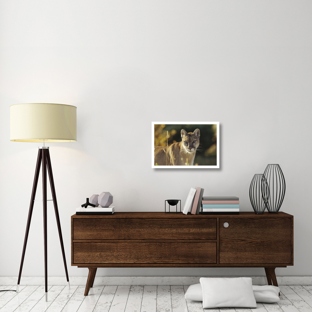 Mountain Lion or Cougar adult portrait, North America-Paper Art-26&quotx18"