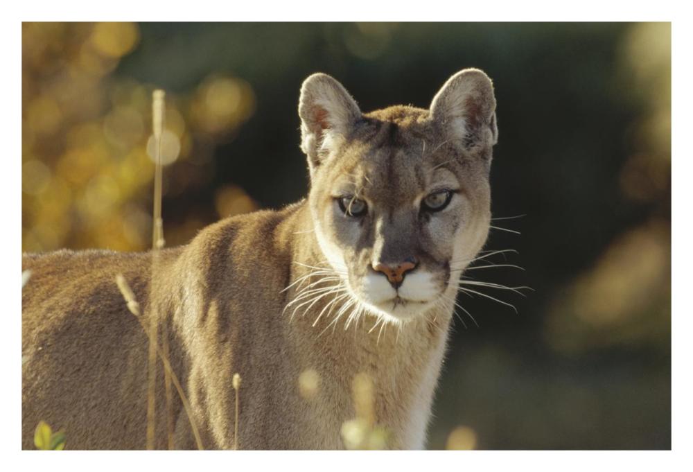Mountain Lion or Cougar adult portrait, North America-Paper Art-32"x22"