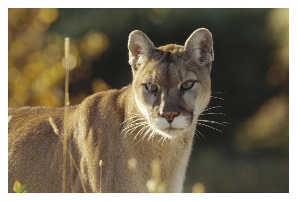 Mountain Lion or Cougar adult portrait, North America-Paper Art-38"x26"