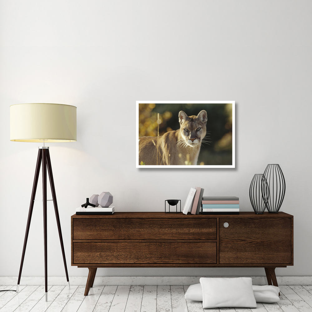 Mountain Lion or Cougar adult portrait, North America-Paper Art-38&quotx26"