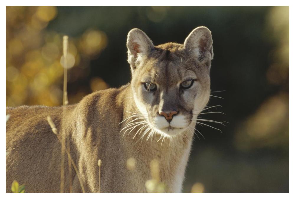 Mountain Lion or Cougar adult portrait, North America-Paper Art-50"x34"