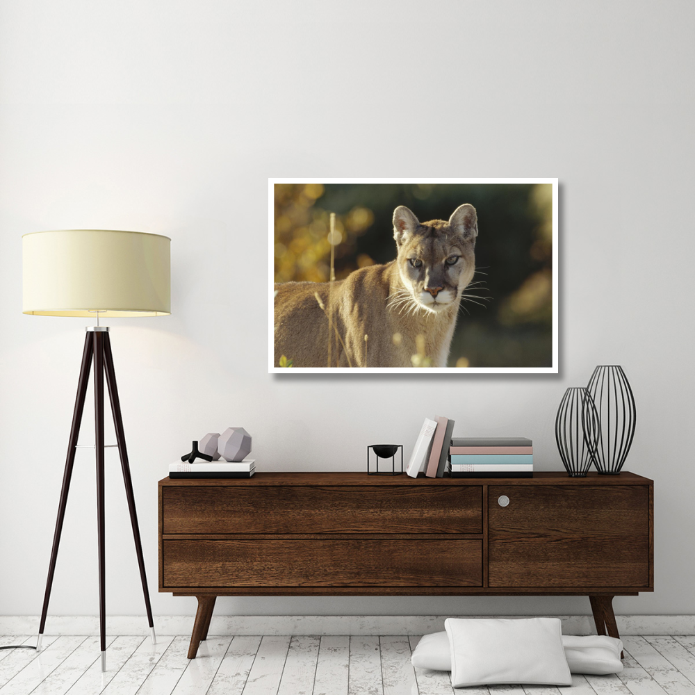 Mountain Lion or Cougar adult portrait, North America-Paper Art-50&quotx34"