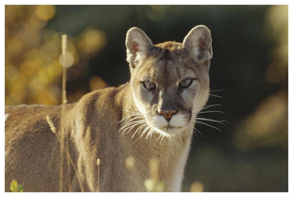 Mountain Lion or Cougar adult portrait, North America-Paper Art-62"x42"