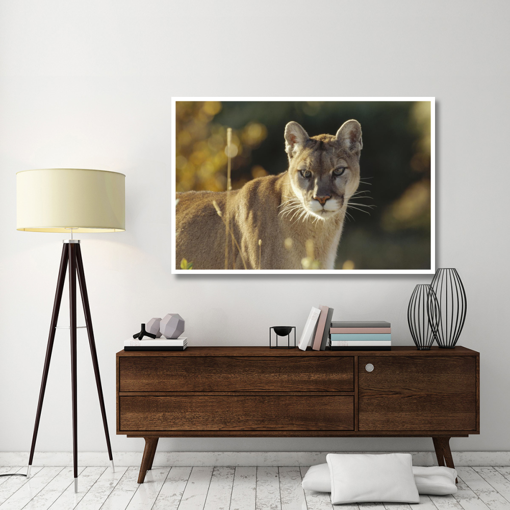 Mountain Lion or Cougar adult portrait, North America-Paper Art-62&quotx42"