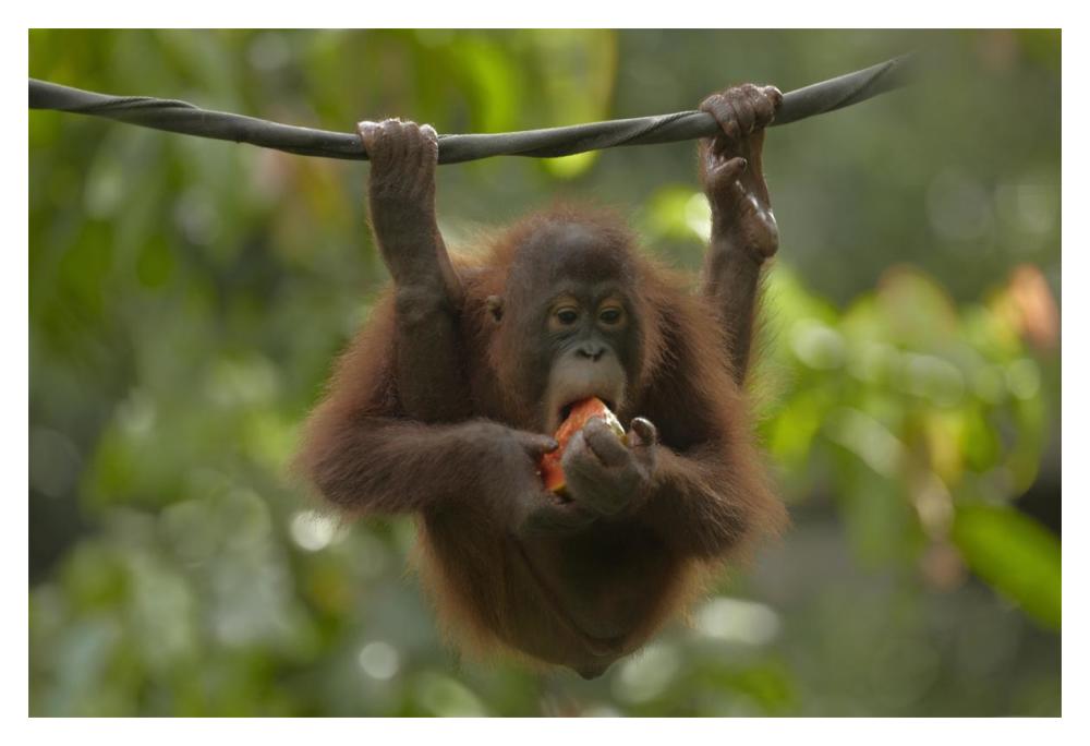 Orangutan young eating fruit, Sabah, Borneo, Malaysia-Paper Art-20"x14"