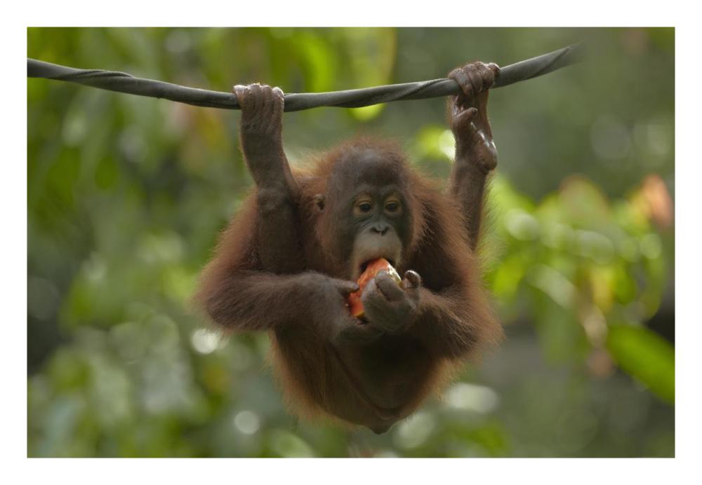 Orangutan young eating fruit, Sabah, Borneo, Malaysia-Paper Art-26"x18"
