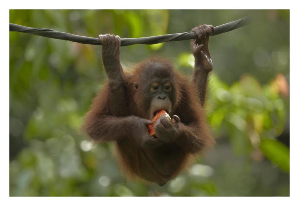 Orangutan young eating fruit, Sabah, Borneo, Malaysia-Paper Art-32"x22"