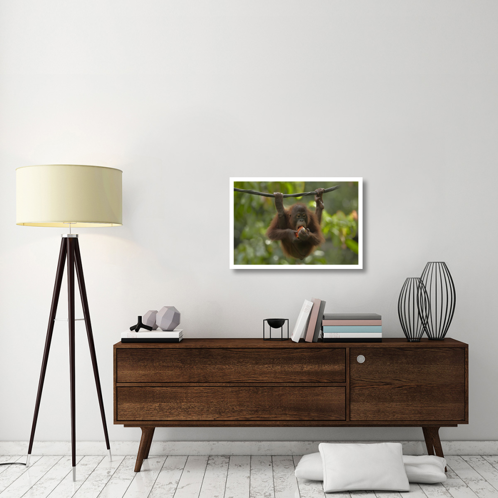 Orangutan young eating fruit, Sabah, Borneo, Malaysia-Paper Art-32&quotx22"