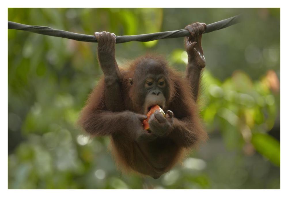 Orangutan young eating fruit, Sabah, Borneo, Malaysia-Paper Art-38"x26"
