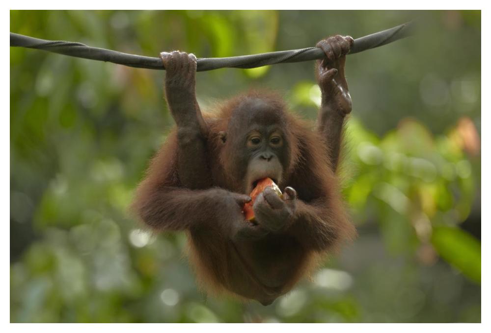 Orangutan young eating fruit, Sabah, Borneo, Malaysia-Paper Art-50"x34"
