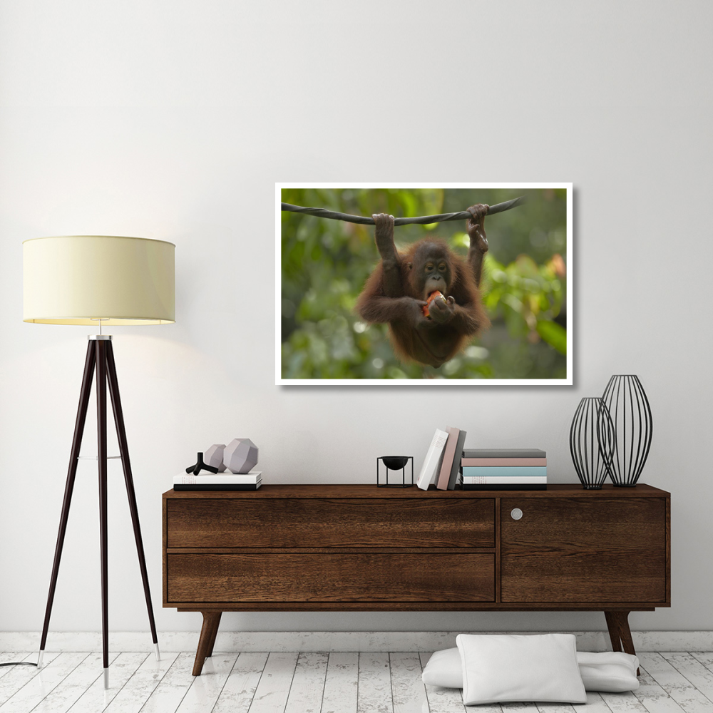 Orangutan young eating fruit, Sabah, Borneo, Malaysia-Paper Art-50&quotx34"