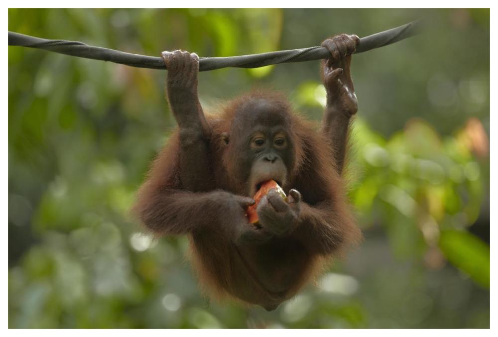 Orangutan young eating fruit, Sabah, Borneo, Malaysia-Paper Art-62"x42"