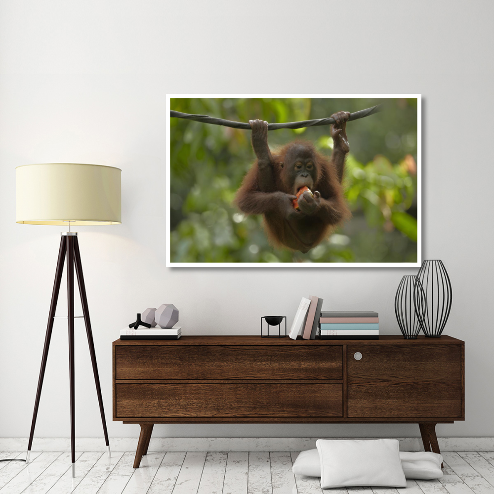 Orangutan young eating fruit, Sabah, Borneo, Malaysia-Paper Art-62&quotx42"
