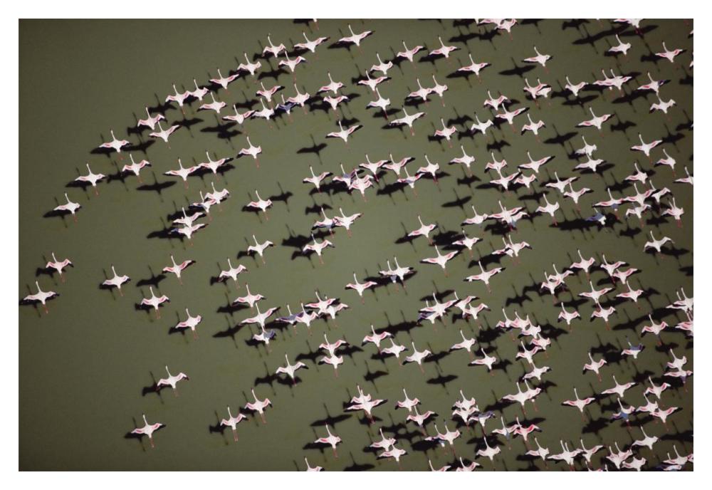 Lesser Flamingo group flock flying over a lake, Kenya-Paper Art-20"x14"