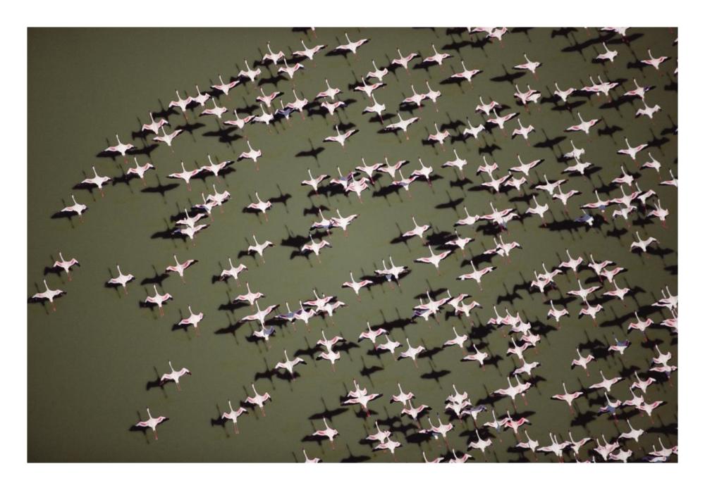 Lesser Flamingo group flock flying over a lake, Kenya-Paper Art-26"x18"