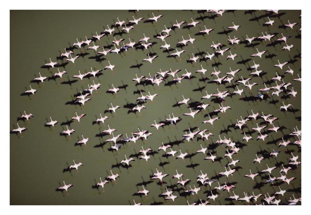 Lesser Flamingo group flock flying over a lake, Kenya-Paper Art-32"x22"