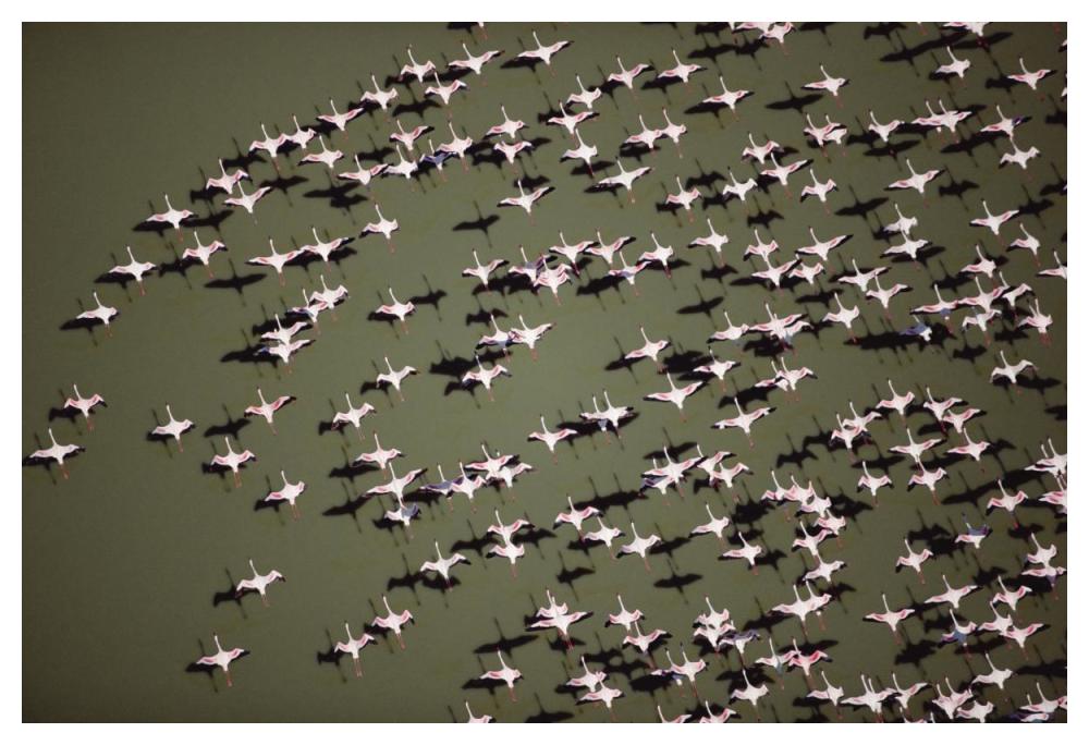 Lesser Flamingo group flock flying over a lake, Kenya-Paper Art-50"x34"