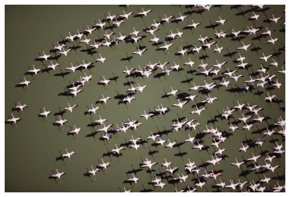 Lesser Flamingo group flock flying over a lake, Kenya-Paper Art-62"x42"