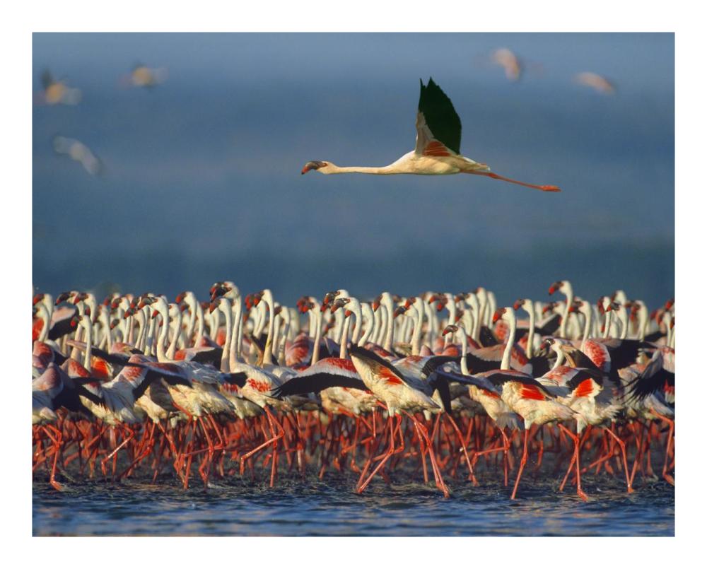 Lesser Flamingo flying over flock, Lake Nakuru, Kenya-Paper Art-22"x18"