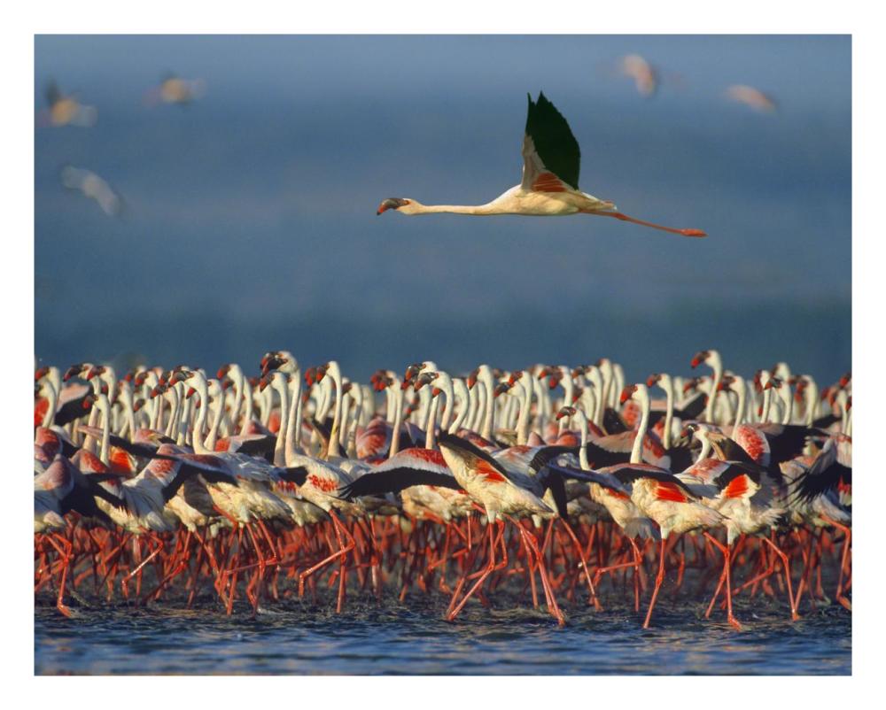 Lesser Flamingo flying over flock, Lake Nakuru, Kenya-Paper Art-26"x22"
