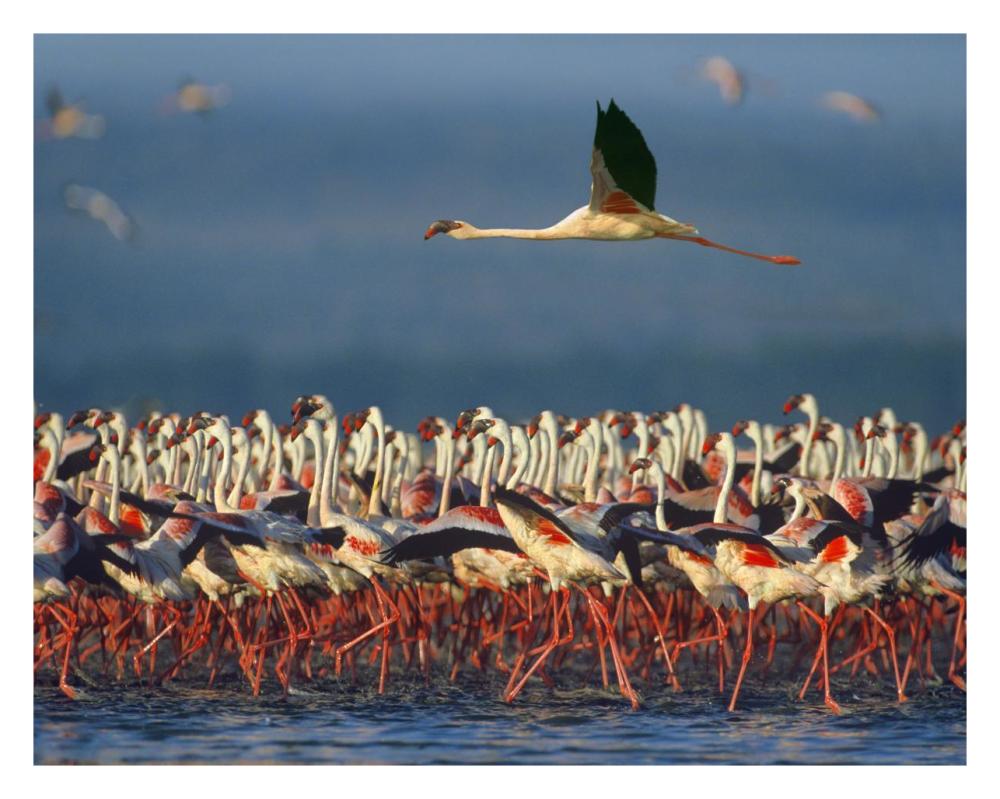 Lesser Flamingo flying over flock, Lake Nakuru, Kenya-Paper Art-30"x24"