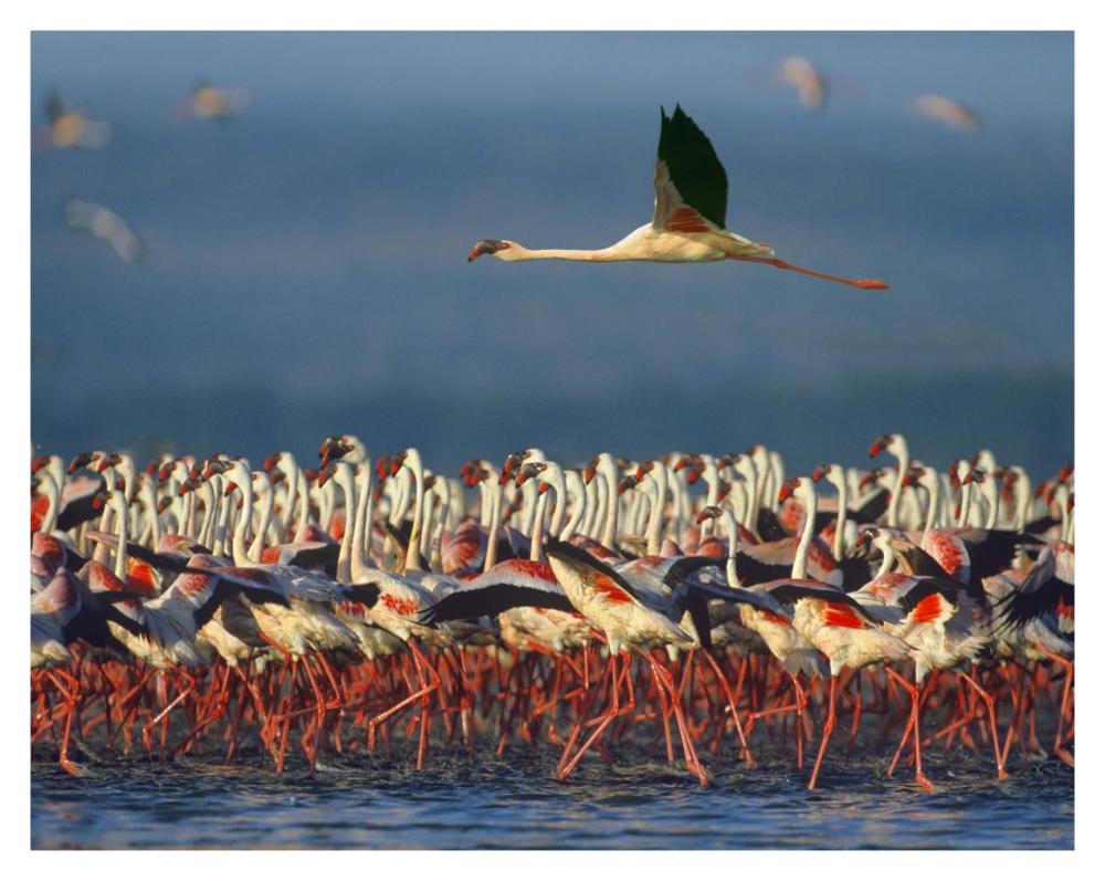 Lesser Flamingo flying over flock, Lake Nakuru, Kenya-Paper Art-37"x30"