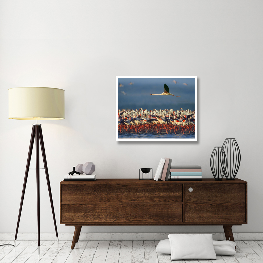 Lesser Flamingo flying over flock, Lake Nakuru, Kenya-Paper Art-37&quotx30"