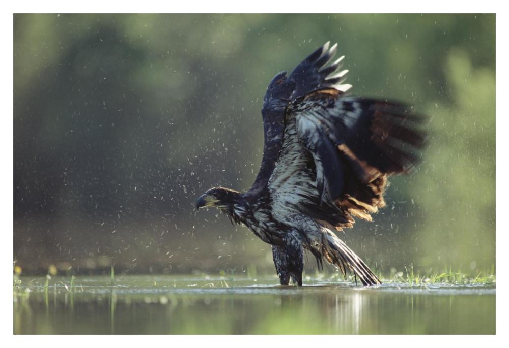 Bald Eagle juvenile bathing in a river, North America-Paper Art-20"x14"